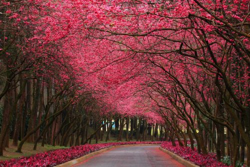 Blossoming trees with pink flowers for nature wallpaper