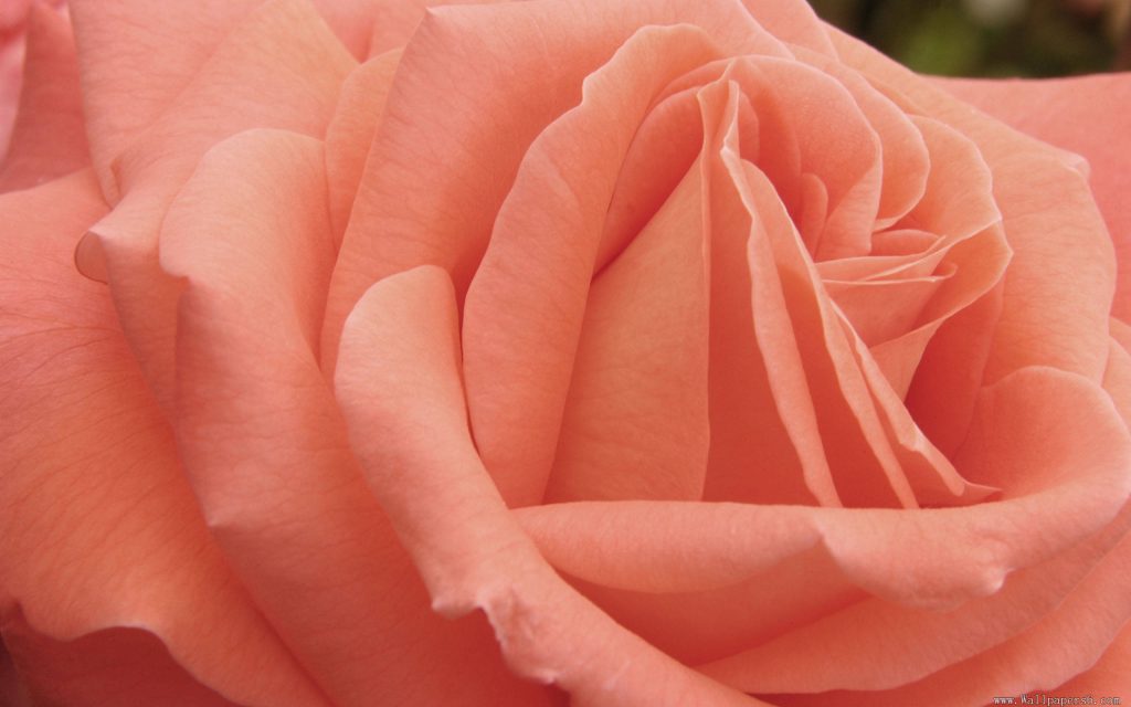 Nature Wallpaper with Peach Colored Rose Flower HD