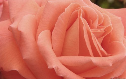 Attachment for Nature wallpaper - peach rose flower - Symbolizes modesty