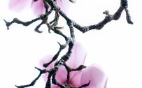 Attachment for Apple iPhone 6 wallpaper with Magnolia flower and branch