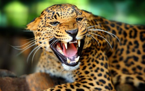 The Image Attachment of pictures of wild animals - Leopard Photo in Macro