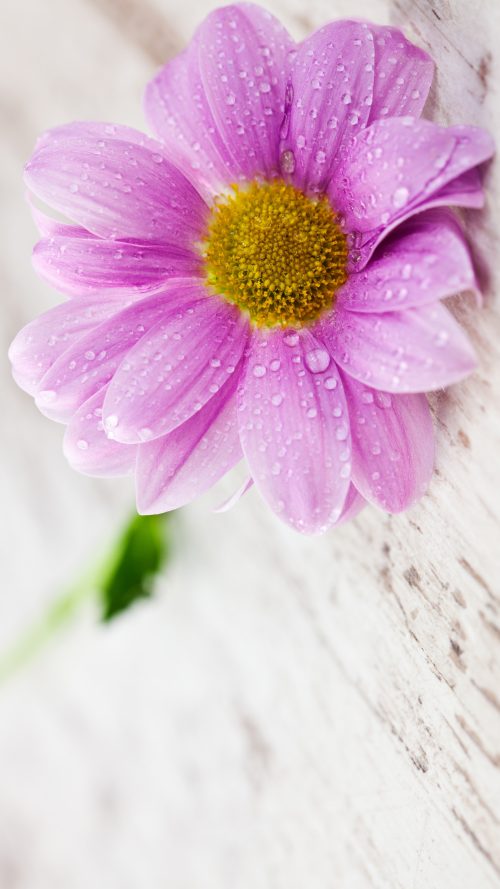 Attachment for Flower Wallpapers for Mobile Phones with 1440x2560 and 5 inch Screen Size
