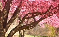 Download file for high resolution nature pictures pink colored cherry blossom in summer