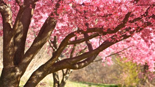 Download file for high resolution nature pictures pink colored cherry blossom in summer