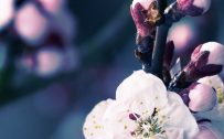 Attachment for Apple iPhone 6 wallpaper with Cherry Blossom aka Sakura flower