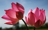 Beautiful Nature Wallpaper with Two Lotus Flowers in Pink