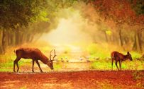 Download file for High Resolution Nature Pictures with A Couple of Deer in Morning