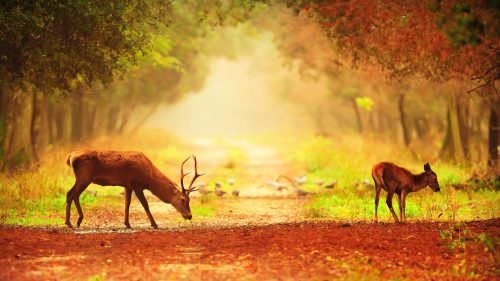Download file for High Resolution Nature Pictures with A Couple of Deer in Morning