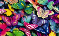 Attachment file to download for Cool wallpapers HD with colorful butterfly in cartoon