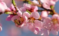 Beautiful Nature Wallpapers with Cherry Blossoms in Spring Season