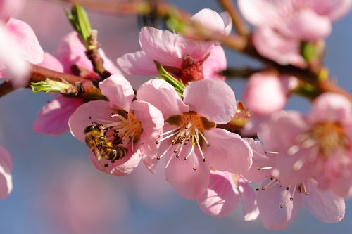 Beautiful Nature Wallpapers with Cherry Blossoms in Spring Season