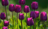 Nature wallpaper with purple tulips
