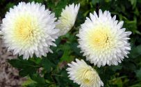 Beautiful Nature Wallpaper with White Chrysanthemum Flower in High Resolution