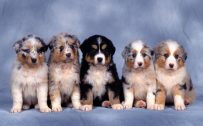 Cute Animals wallpaper with photo of Cutest Dog Puppies