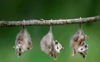 Cute Baby Animals - Three Hanging Baby Opossums