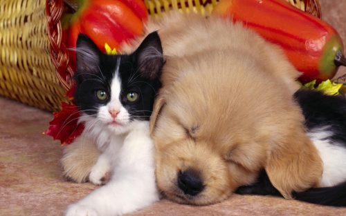 Cute Animals Pictures of Black and White Cat and Dog