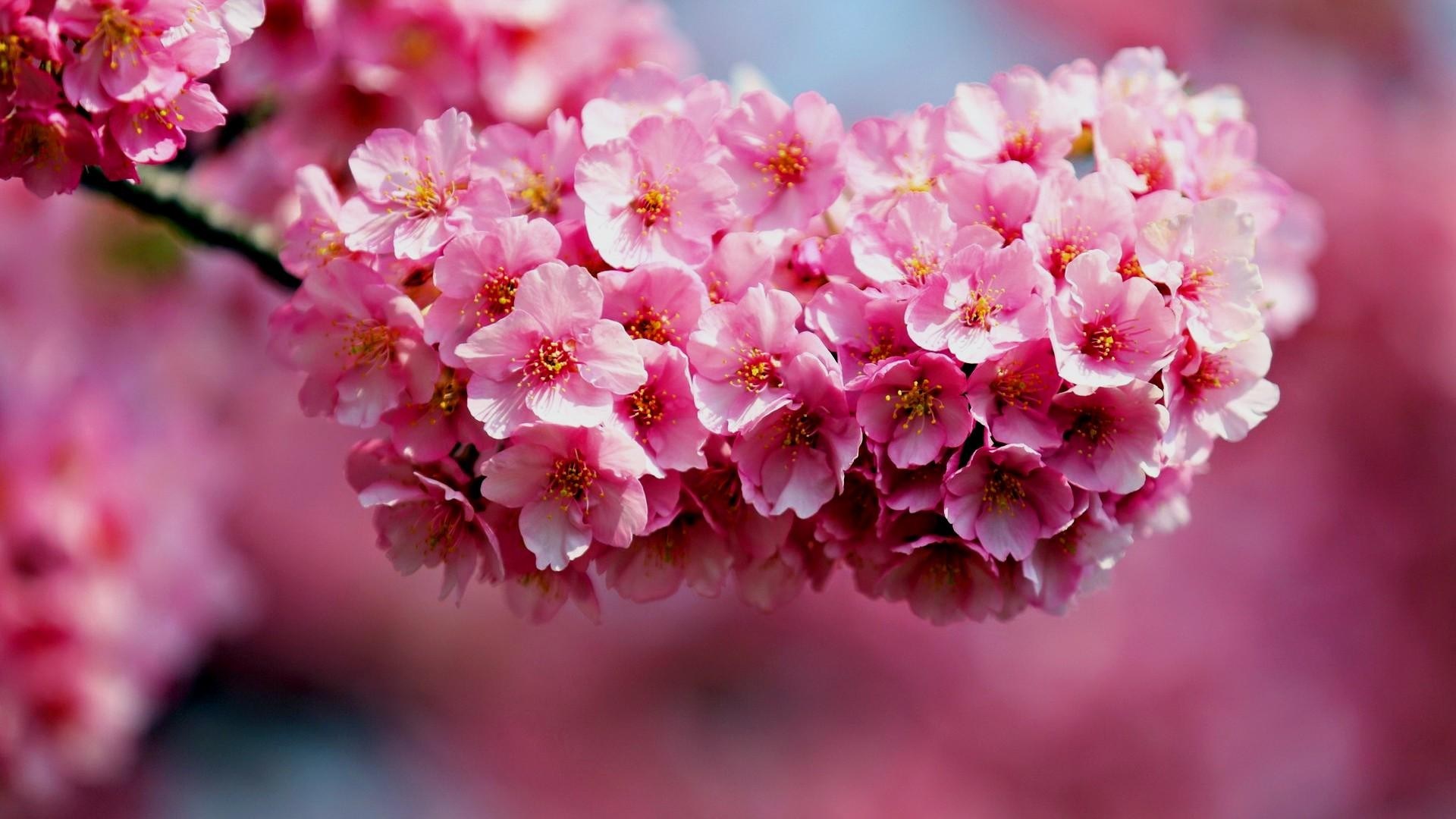 Desktop Background Picture of Flowers with Cherry Blossoms in Summer