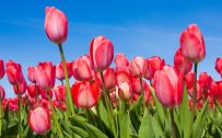 Nature wallpaper desktop spring flower with red tulips