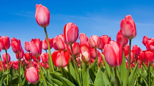 Nature wallpaper desktop spring flower with red tulips