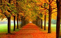 Attachment for Free Nature Wallpaper with Autumn leaves and straight street