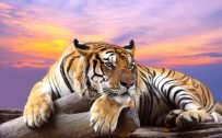 Attachment image of High Resolution Animal Wallpaper - Tiger in Wild