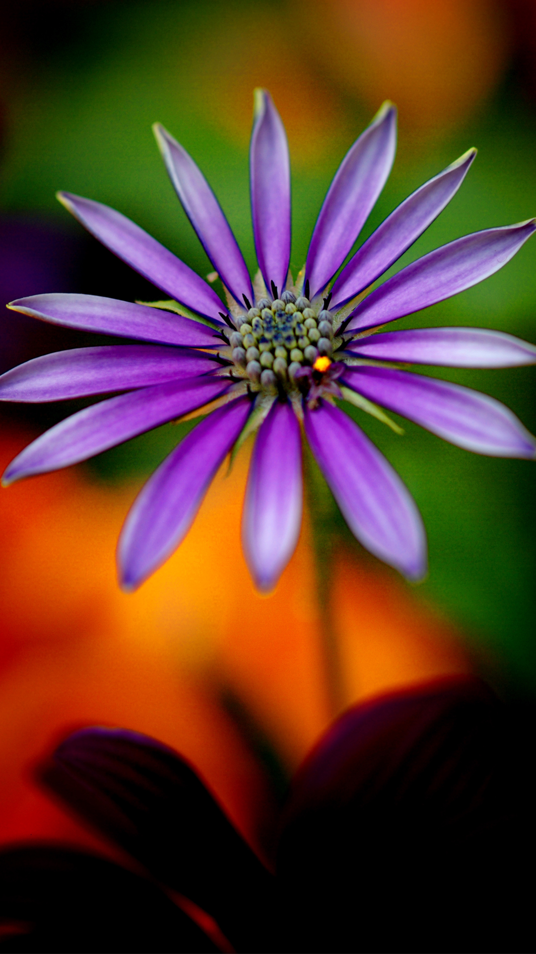 Full HD Wallpapers 1080p for Mobile with Purple Flower ...