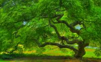 Attachment picture for Full HD Nature Wallpaper with Japanese Maple Tree