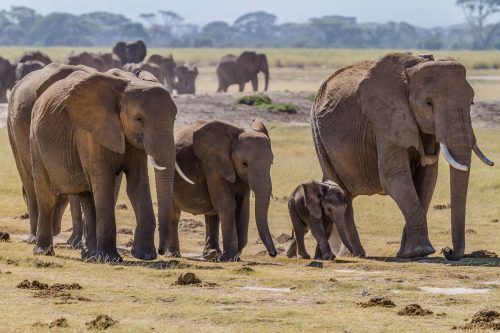 Picture of 20 High Resolution Elephant Pictures No 3 African Elephants Family