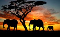 High Resolution Elephant Pictures with Three Elephants Silhouette