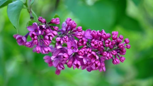 4K Wallpapers with high resolution images of Purple Lilac-Flowers