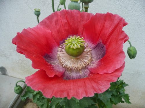 Beautiful flower picture of The Poppy in High Resolution