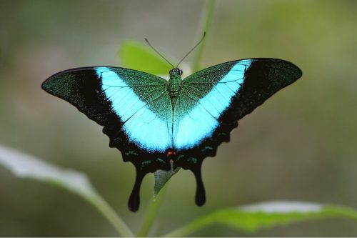 Picture of Banded Peacock butterfly photos free download