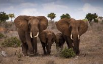 20 High Resolution Elephant Pictures No 10 - Family of Elephant