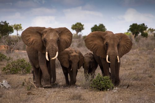 20 High Resolution Elephant Pictures No 10 - Family of Elephant
