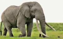 Picture of 20 high resolution elephant pictures - No 2 - Big Male Elephant with Big Tusks