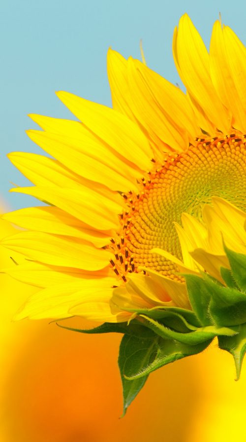 best wallpapers for iPhone 6s and iPhone 7 with sunflower