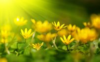 Image file for high definition nature wallpaper with yellow blossoms in summer