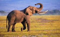 20 High Resolution Elephant Pictures No 4 - Big Elephant