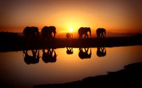 20 High Resolution Elephant Pictures No 8 - Elephant Herd in Sunset