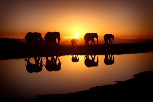 20 High Resolution Elephant Pictures No 8 - Elephant Herd in Sunset