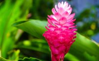 Beautiful Nature Picture with Pink Flower in Green Background