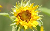 Beautiful Nature Picture with Sunflower in Close Up
