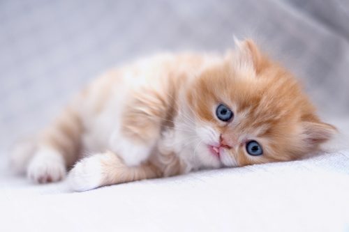 Best Cute Kitten Wallpaper No 5