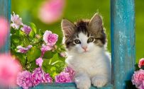 Best pictures of Cute Kitten with pink roses for Wallpaper