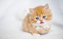 Blue-Eyed Orange Kitten High-Resolution Picture
