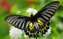 Attachment file for Rare Butterfly Photos Free Download with Golden Birdwing for Wallpaper