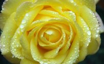 Nature Wallpaper for Computer Desktop with Yellow Wet Rose
