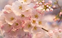 Attachment file for Flower Wallpaper with Macro Photo of Cherry Flowers in Spring