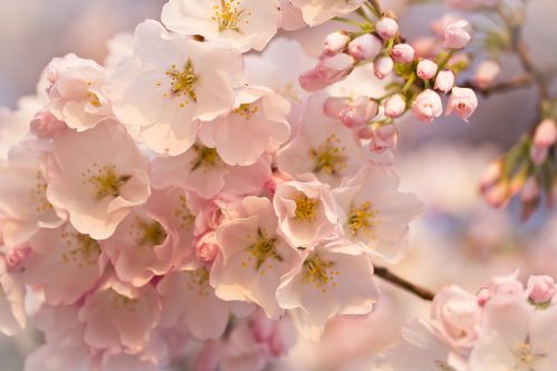 Attachment file for Flower Wallpaper with Macro Photo of Cherry Flowers in Spring