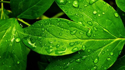 HD picture nature with green wet leaf